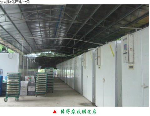 供應(yīng)長安大量出售番鴨苗