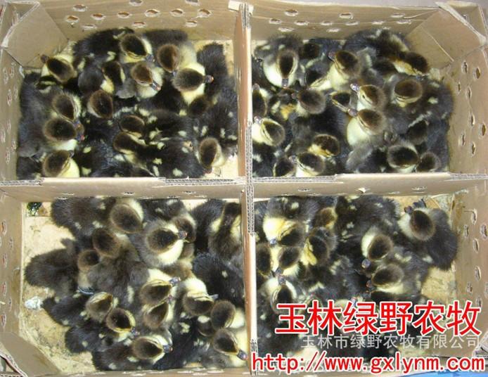 供應東莞大量出售番鴨苗