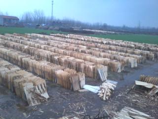 供應大量供應楊木木皮單板洞板面皮