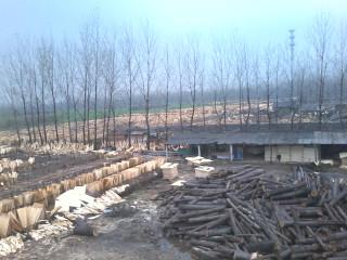 供應(yīng)用于膠合板|免漆板|細(xì)木工板的楊木皮特級純白混級補(bǔ)板小豁小洞