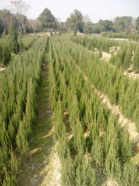 1米河南檜價(jià)格，1.5米河南檜價(jià)格，2米河南檜價(jià)格