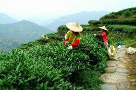 供应石景山区铁观音茶　