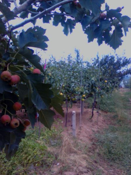 供應(yīng)山東黃金梨產(chǎn)地