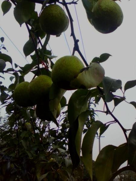 供應(yīng)山東黃金梨產(chǎn)地