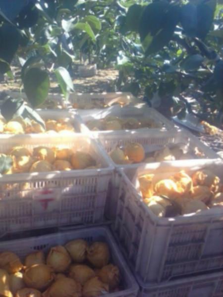 供應(yīng)山東黃金梨產(chǎn)地