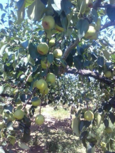 供應萊陽茌梨批發(fā)，萊陽茌梨批發(fā)多少錢一斤