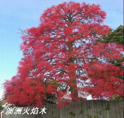 陽春地區(qū)供應(yīng)澳洲火焰木小苗
