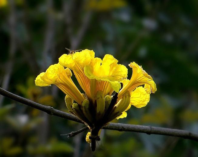 供應金花風鈴木小苗