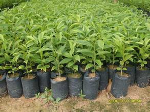 發(fā)財(cái)樹(shù)苗價(jià)格，發(fā)財(cái)樹(shù)苗批多少錢，發(fā)財(cái)樹(shù)苗木基地