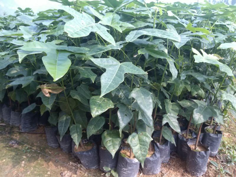 陽春地區(qū)供應(yīng)澳洲火焰木小苗