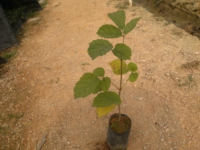 供應金花風鈴木小苗