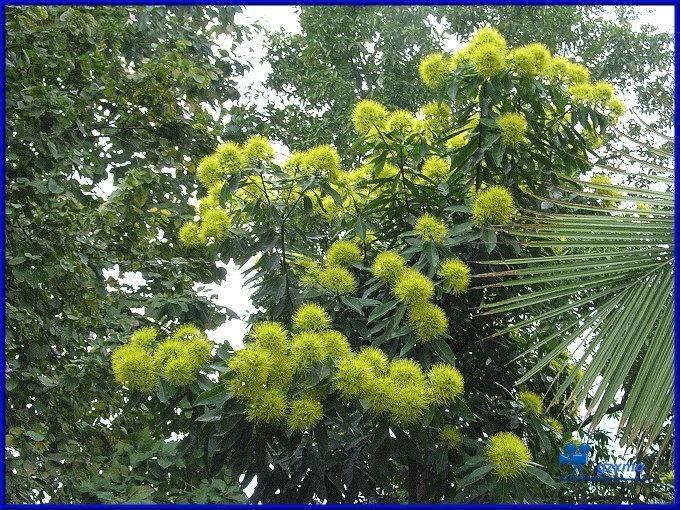 供應(yīng)金黃熊貓苗