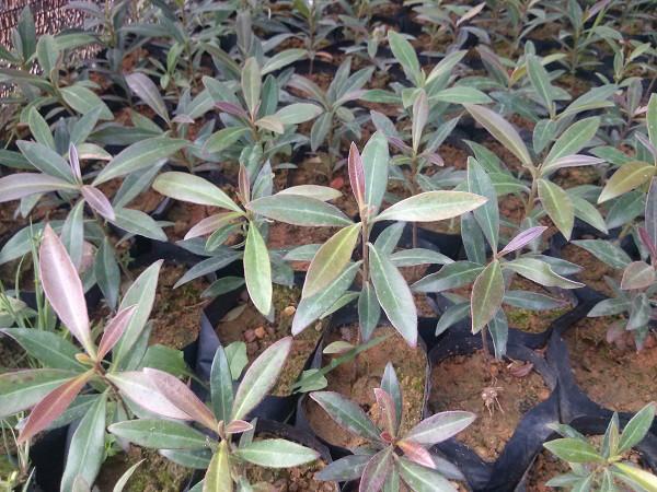 供應(yīng)金黃熊貓苗