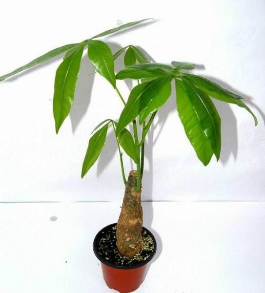 發(fā)財(cái)樹(shù)苗價(jià)格，發(fā)財(cái)樹(shù)苗批多少錢，發(fā)財(cái)樹(shù)苗木基地