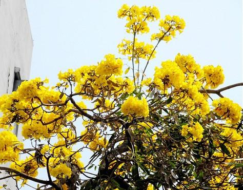 供應金花風鈴木小苗