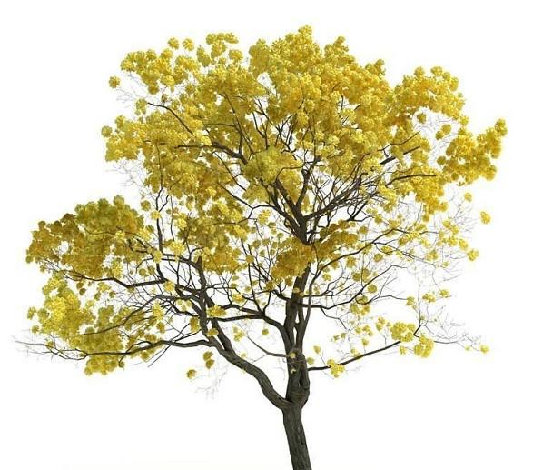 供應(yīng)黃花風(fēng)鈴苗
