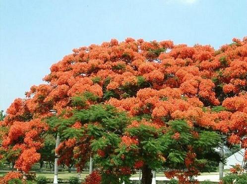 供應(yīng)鳳凰木袋苗