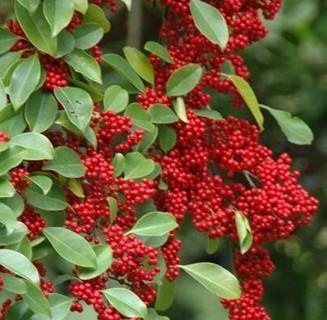 供應(yīng)鐵冬青苗