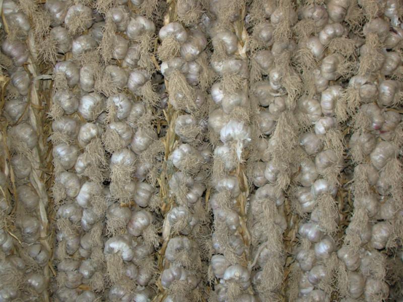 供應(yīng)民樂宏運紫皮大蒜