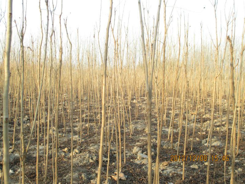 供應(yīng)北欒苗-北欒苗批發(fā)-冠縣北欒苗價格天銳苗木