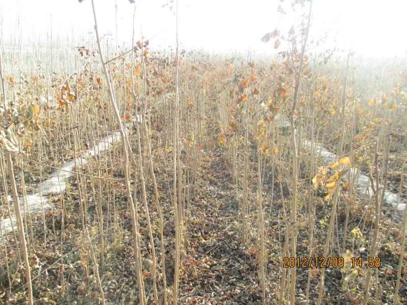 供應北欒，北欒小苗，北欒苗，山東北欒小苗價格，北欒種植基地