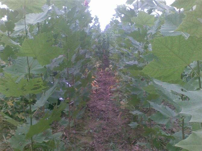 購(gòu)速生楊到山東冠縣天銳苗木，*惠，貨源充足