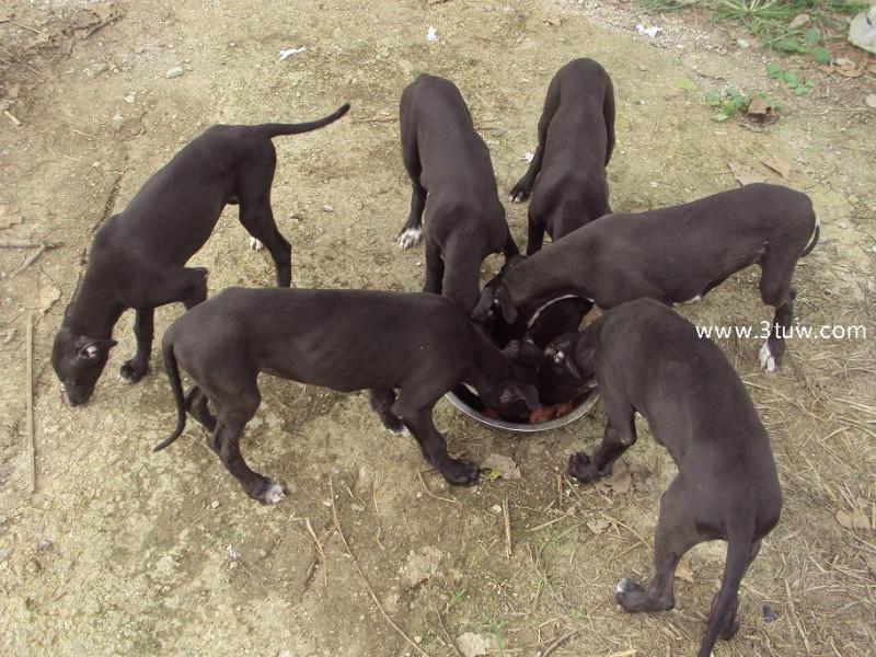 济宁市格力犬灵缇犬介绍厂家供应格力犬灵缇犬介绍