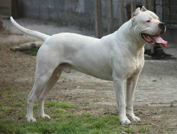 供应猎犬杜高犬幼崽