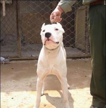 供应山东杜高犬-杜高犬图片展示-杜高犬多少钱一只