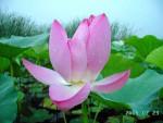 供應(yīng)用于的供應(yīng)荷花種植技術(shù)荷花苗 價(jià)格