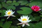 供應(yīng)水生花卉種植荷花