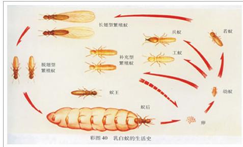 供应东莞白蚁防治