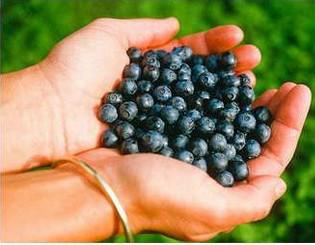 供應(yīng)藍(lán)莓片招商代理 OEM/ODM加工 【各種壓片糖果加工】