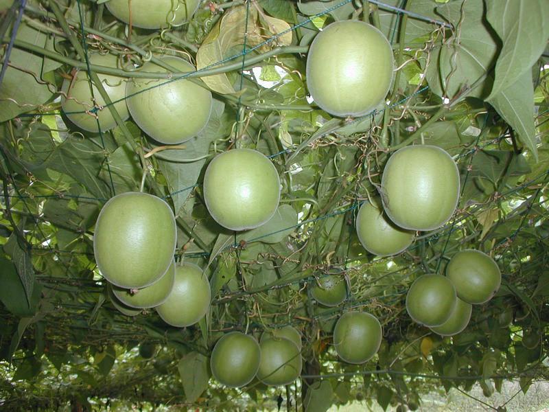 羅漢果提取物圖片/羅漢果提取物樣板圖 (2)