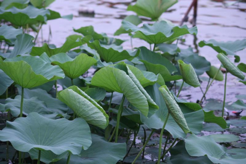 供應(yīng)荷葉提取物101清熱解暑  *惠 量大優(yōu)惠