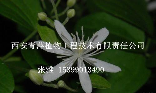威靈仙提取物51祛風(fēng)除濕圖片