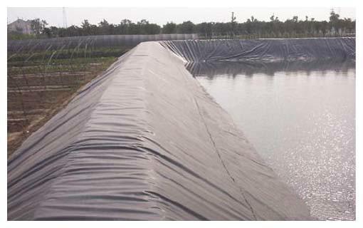 供應(yīng)養(yǎng)泥鰍膜-泥鰍池*膜-泥鰍養(yǎng)殖*膜