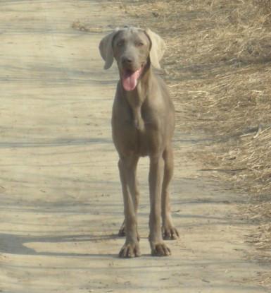 供应中国魏玛家园犬舍魏玛犬魏玛猎犬