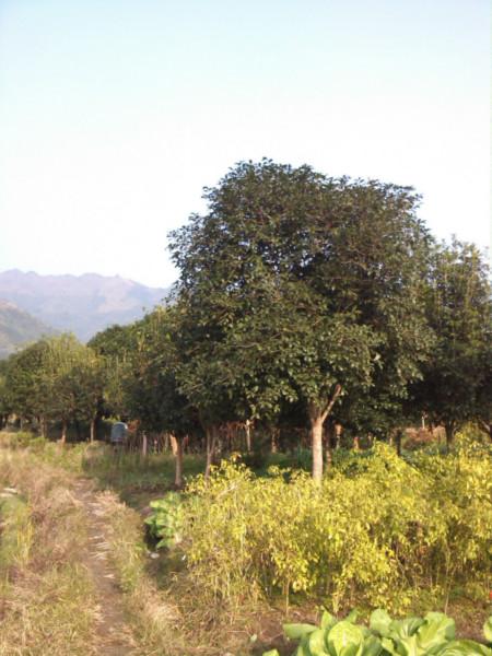 供應(yīng)桂花苗栽培技術(shù)/桂花苗栽培技術(shù)技巧
