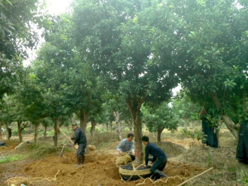 供应杨梅树苗基地，湖南省杨梅树苗基地批发，怀化市杨梅树苗供应商