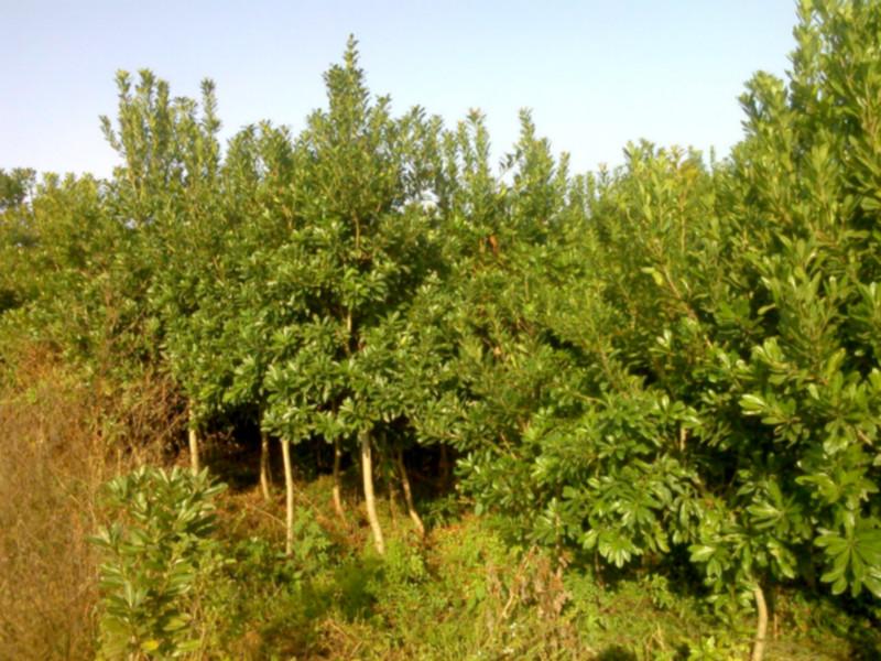 供應(yīng)楊梅苗價格，湖南楊梅苗價格，懷化楊梅苗批發(fā)