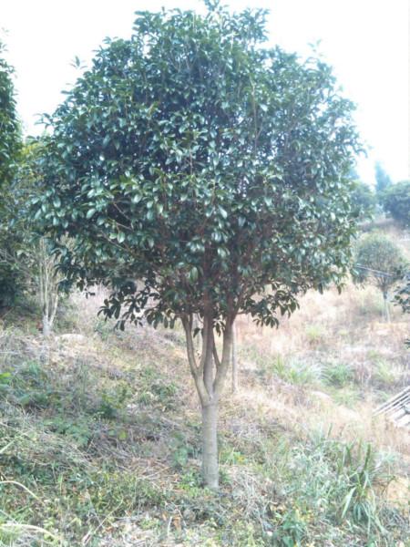 供應(yīng)桂花苗栽培技術(shù)/桂花苗栽培技術(shù)技巧