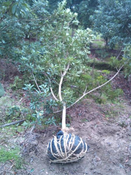 供应荸荠嫁接杨梅苗,湖南省荸荠嫁接杨梅苗培植基地，长沙杨梅苗批发