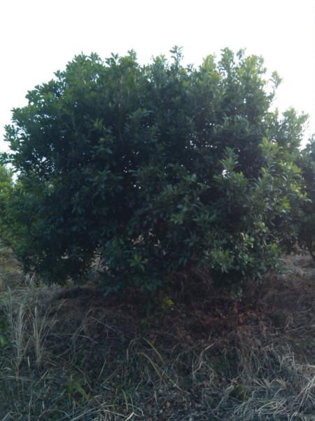 供應(yīng)懷化楊梅樹報(bào)價(jià)，懷化楊梅樹種植基地報(bào)價(jià)，懷化楊梅樹批發(fā)價(jià)格