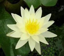 供應(yīng)西昌睡蓮銷售，睡蓮種植園，睡蓮*批發(fā)