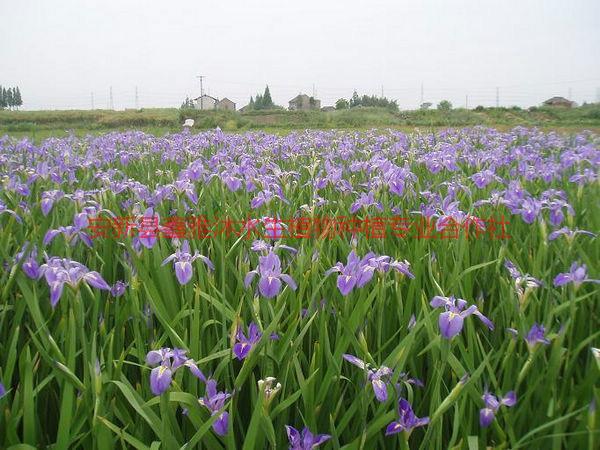 供應(yīng)陽曲鳶尾種植，優(yōu)質(zhì)鳶尾種苗基地，鳶尾銷售，鳶尾批發(fā)，鳶尾種植技術(shù)