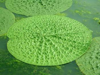 供应灵宝芡实种植，芡实批发商，芡实种苗销售