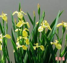 供应长沙黄菖蒲种植销售15933731160