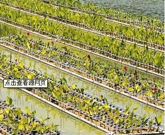 供應(yīng)江陵生態(tài)浮島，生態(tài)浮島設(shè)計制作，