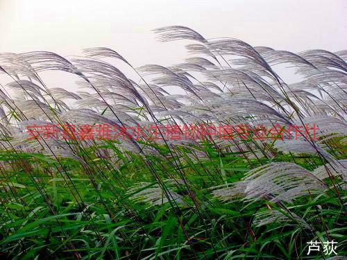 供應(yīng)包頭蘆竹種植，優(yōu)質(zhì)荷花種苗，盆栽睡蓮銷售，*荷花種植技術(shù)